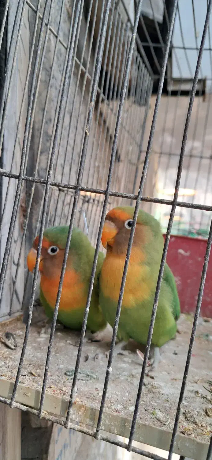 طوطی برزیلی زیبا|پرنده|کرج, اصفهانی‌ها|دیوار