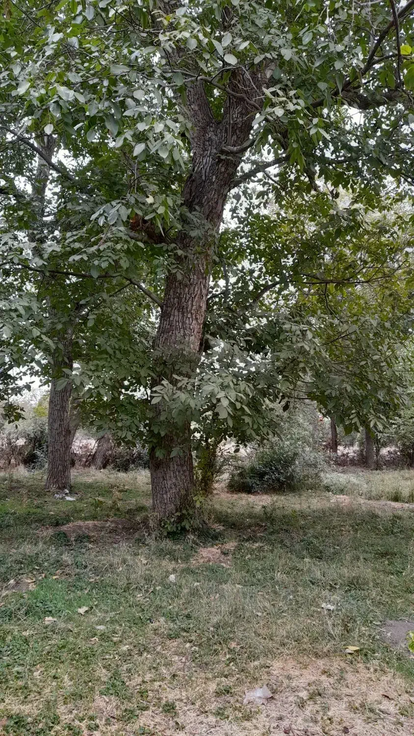 تکاندن گردو|خدمات باغبانی و درختکاری|نهاوند, |دیوار