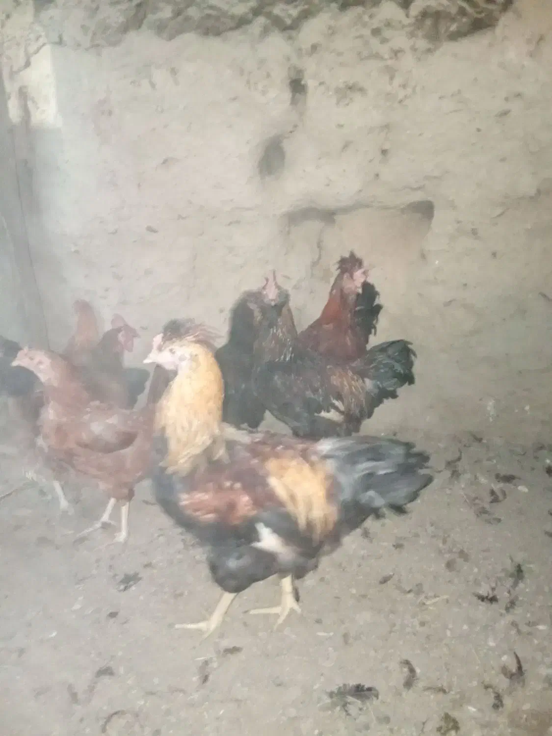 سلام|حیوانات مزرعه|چناران, |دیوار