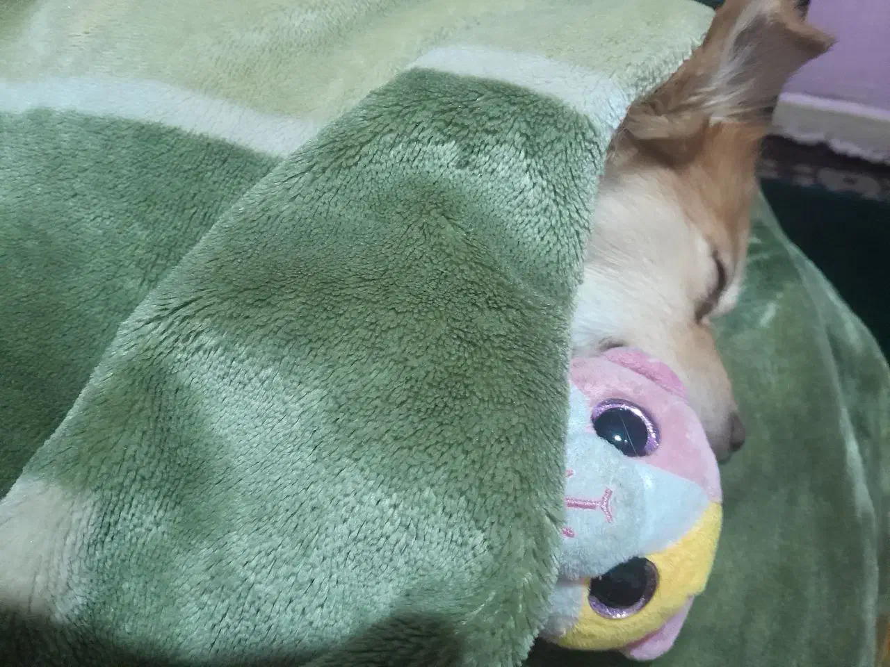 فروشی|سگ|تهران, استخر|دیوار