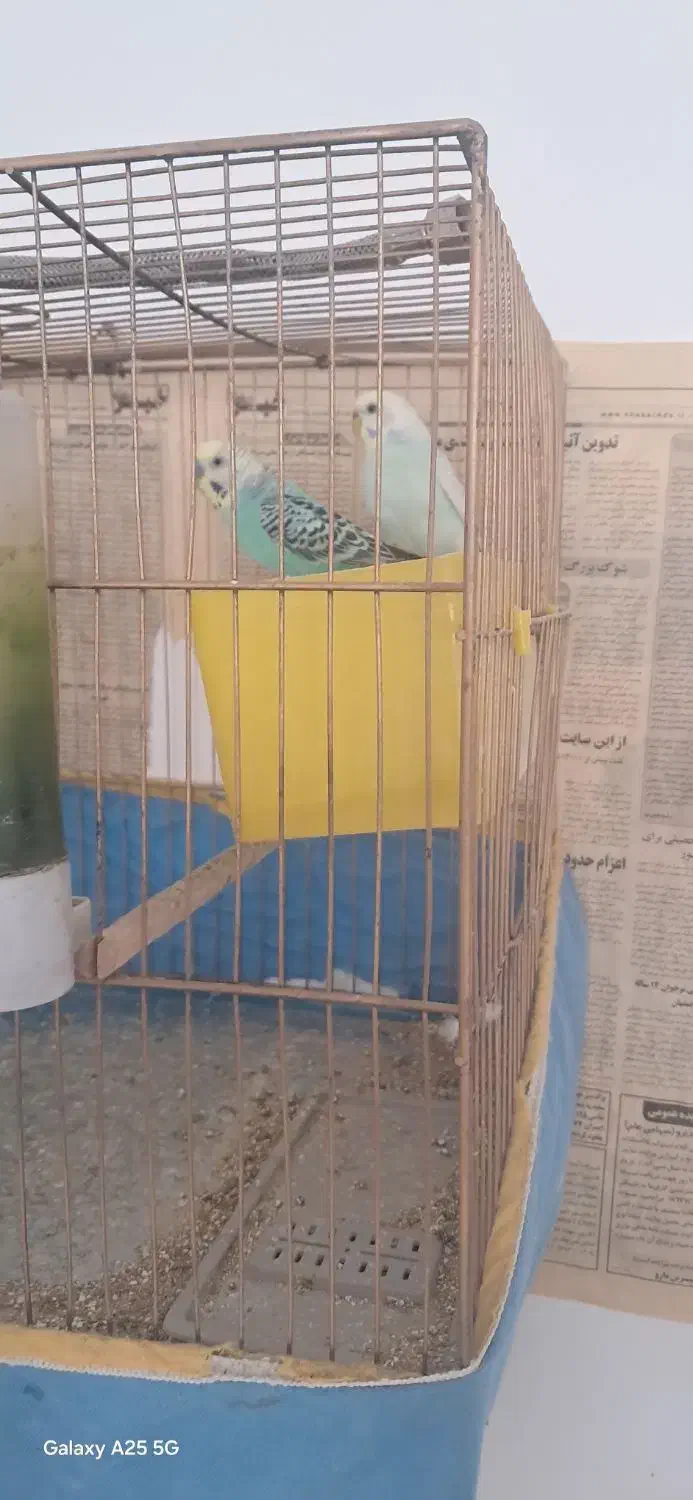 مرغ عشق|پرنده|شیراز, شهرک مهرگان|دیوار