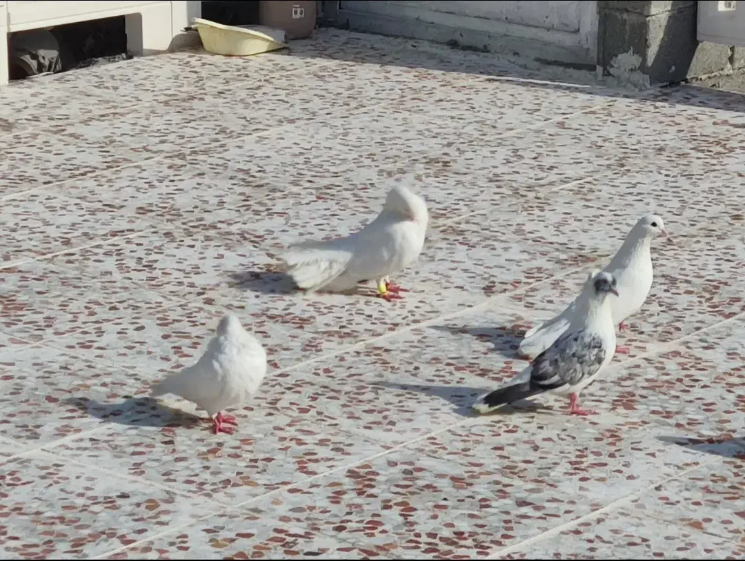 کبوتر سفید و دم چتری|پرنده|وحدتیه, |دیوار