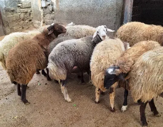 گوسفند نر|حیوانات مزرعه|صحنه, |دیوار