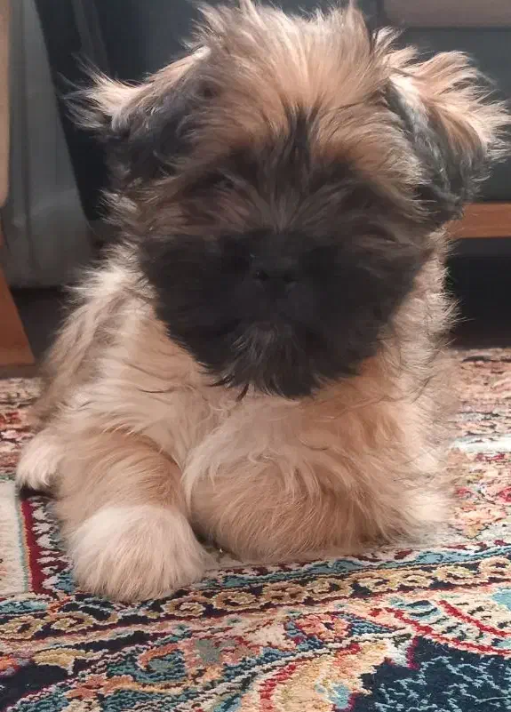 شیتزو فلت  ، بلک فیس|سگ|شاهین‌شهر, مخابرات (شهید بهشتی)|دیوار