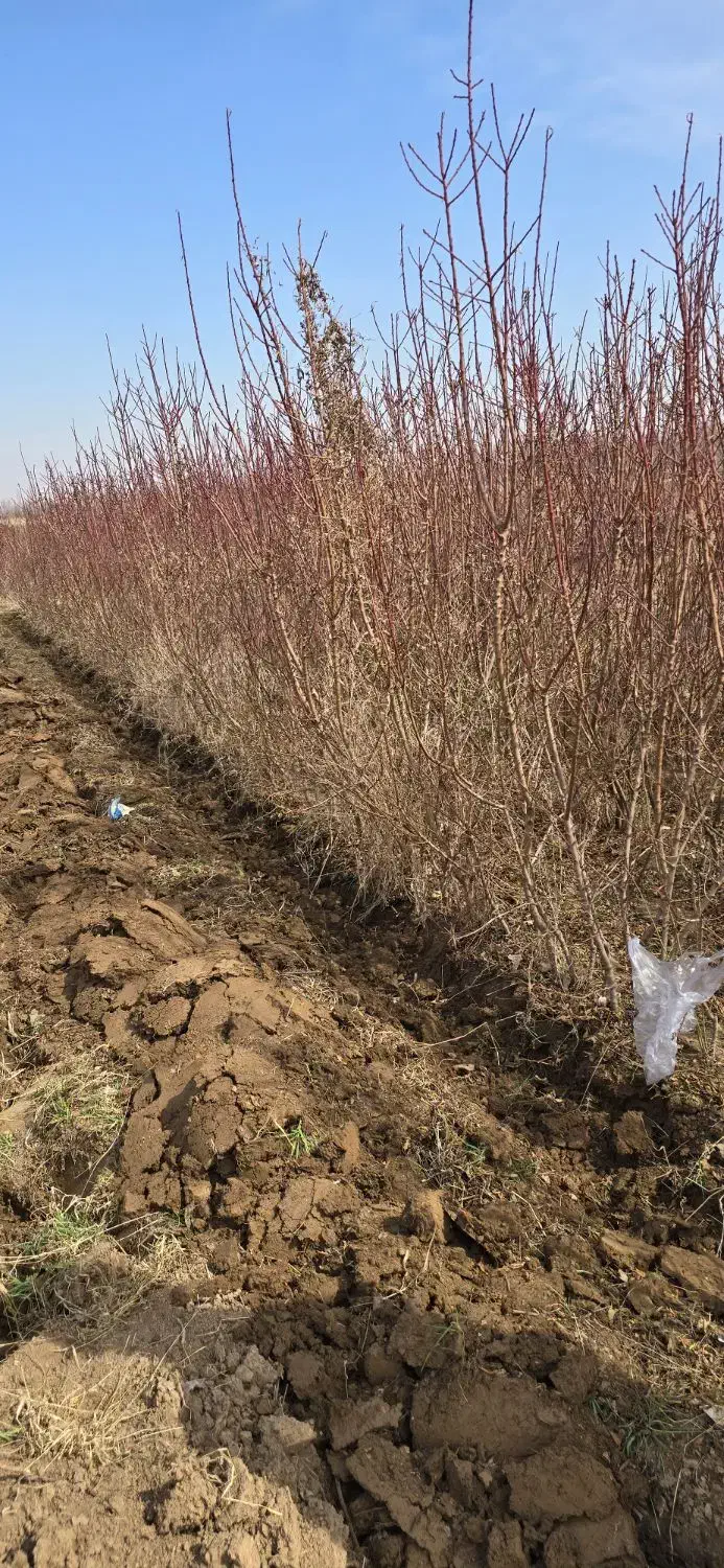 نهال بادام مثمر|خدمات باغبانی و درختکاری|سبزوار, صالح آباد|دیوار