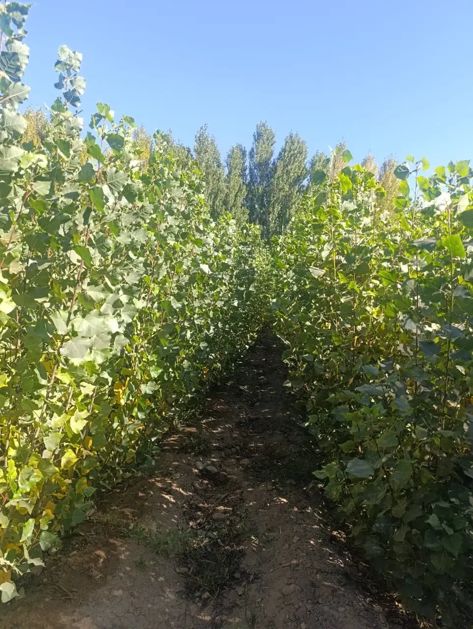 نهــال مقاوم به بی آبی،پیـوندی وغیــر پیــوندی|خدمات باغبانی و درختکاری|تاکستان, |دیوار