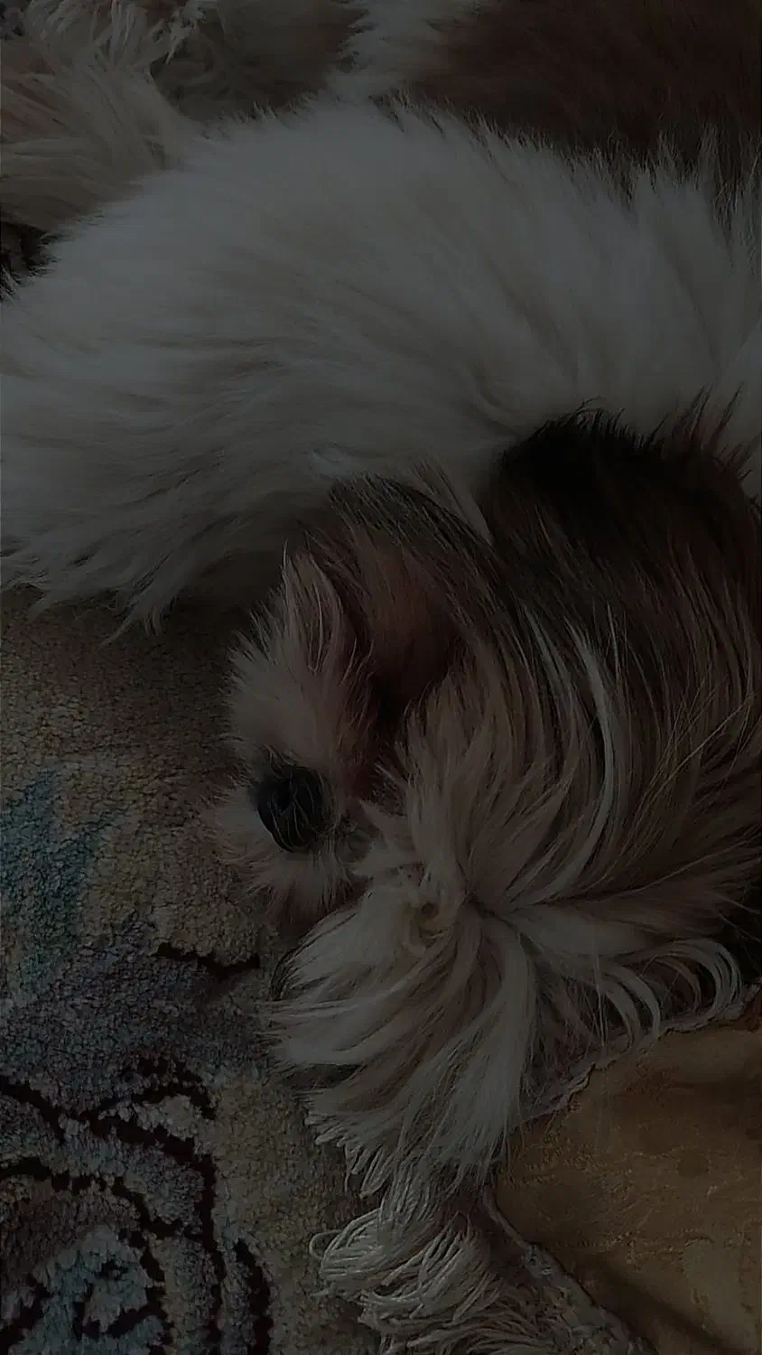 واگذاری سگ شیتزو|سگ|کرمانشاه, |دیوار