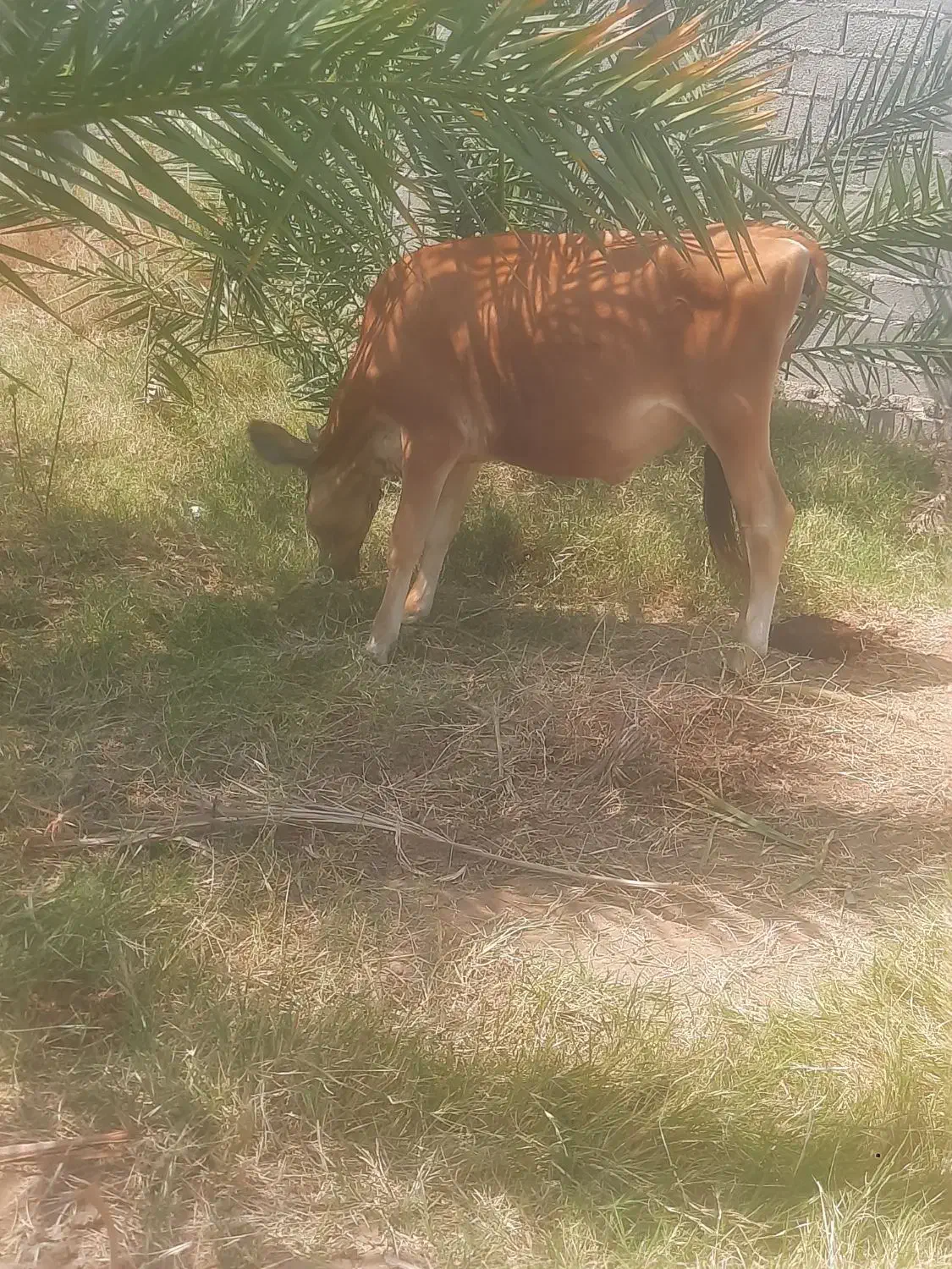 گوساله سوزنی نسل شیری|حیوانات مزرعه|جیرفت, |دیوار