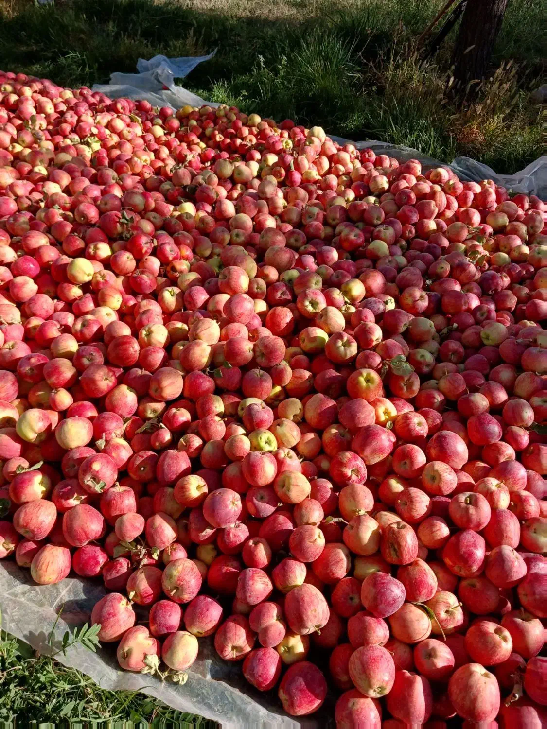 سیب قرمز|خوردنی و آشامیدنی|سجاس رود, |دیوار