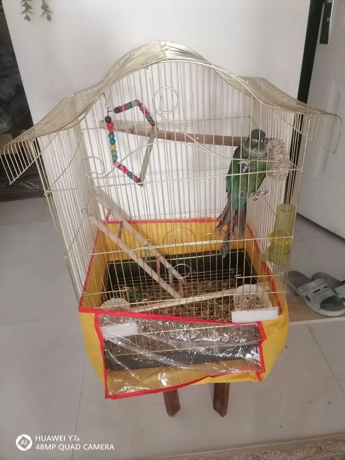 طوطی گریچیک سالم و دستی و خوش رنگ|پرنده|نیشابور, بنیاد شهید|دیوار