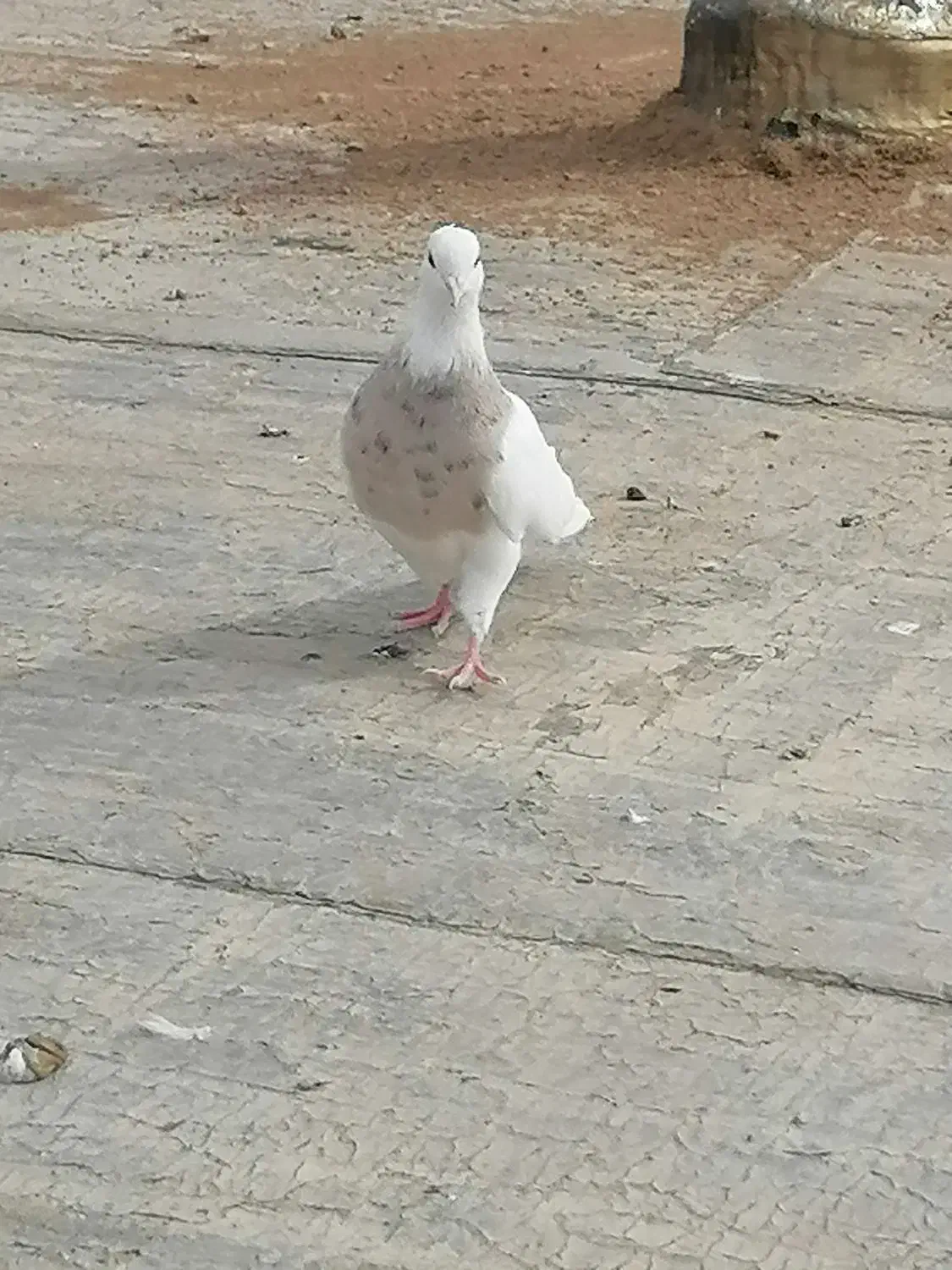 کبوتر طوقی اجری نر|پرنده|سنندج, |دیوار