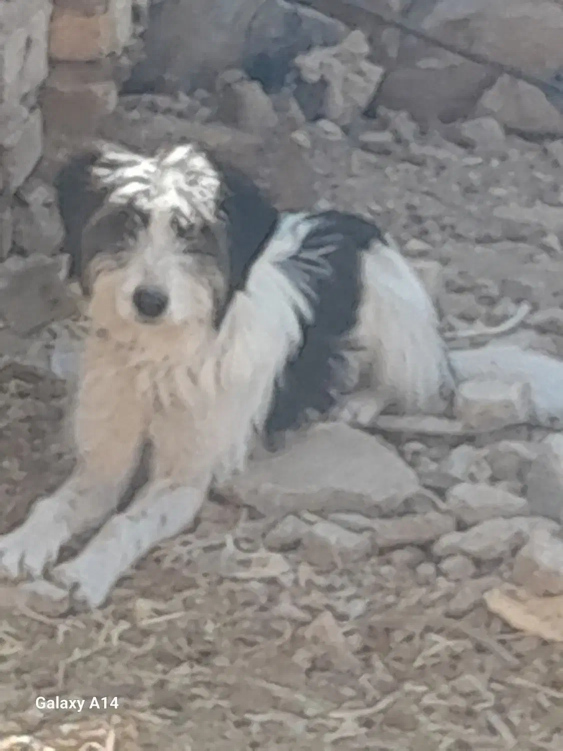 توله سگ قدرجونی ریشی|سگ|اقلید, |دیوار