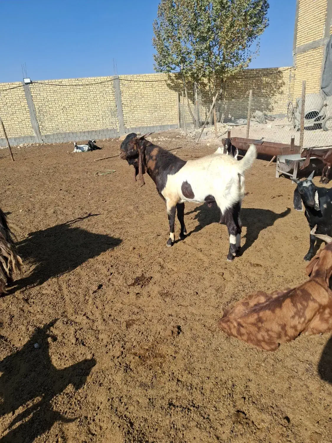 پازن|حیوانات مزرعه|میمند, |دیوار