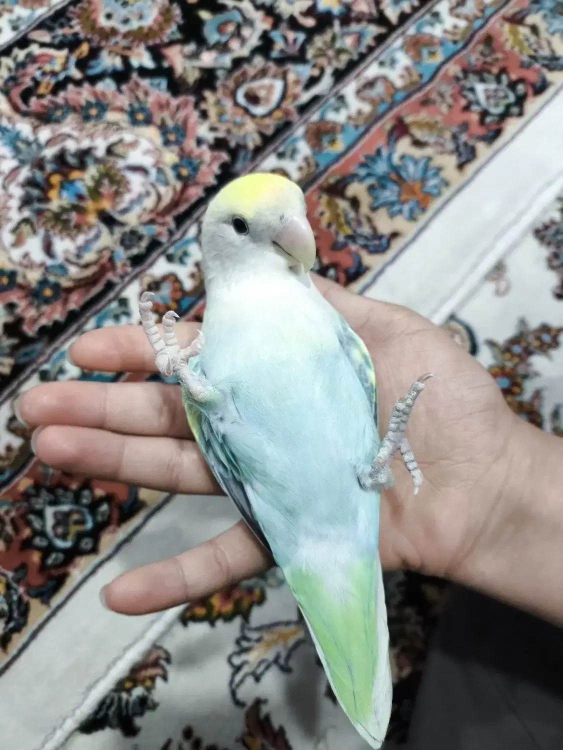 طوطی کوتوله برزیلی رام و دستی|پرنده|بانه, |دیوار