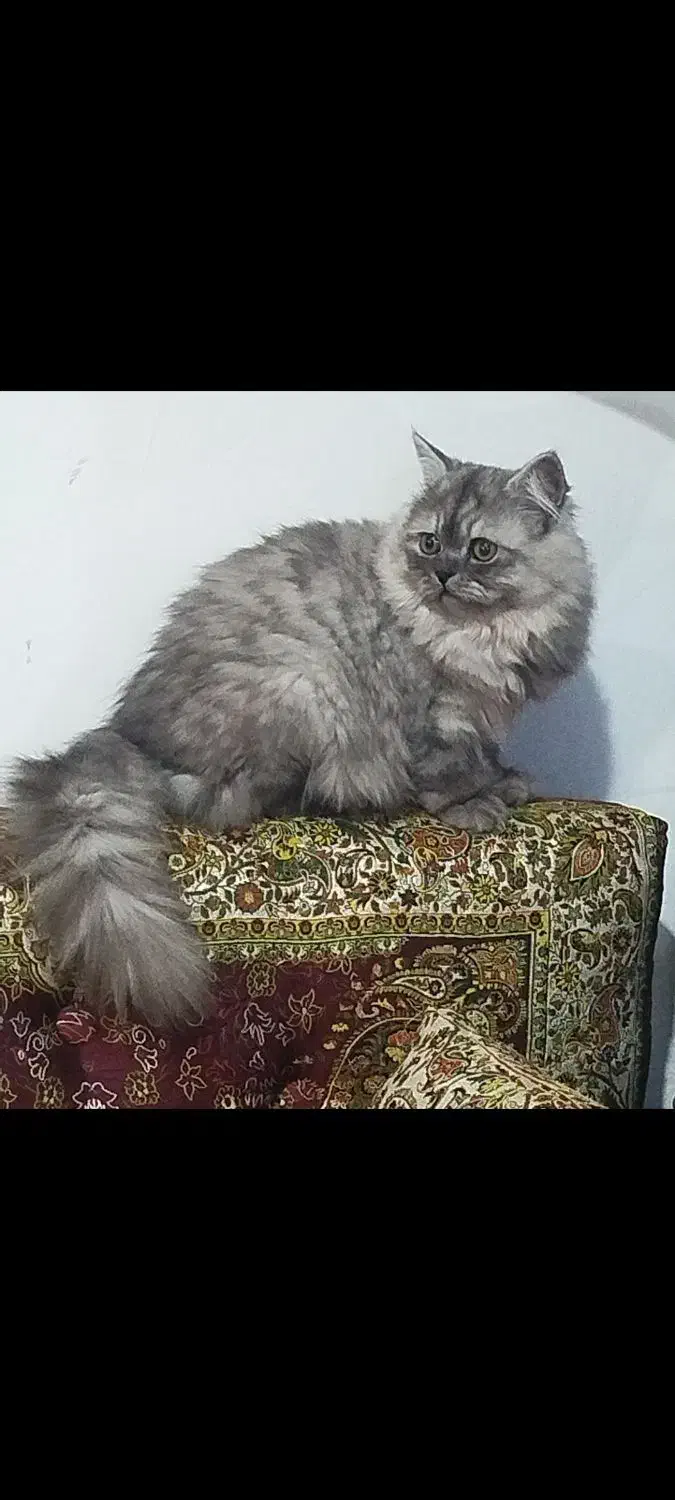 پرشین|گربه|قوچان, |دیوار