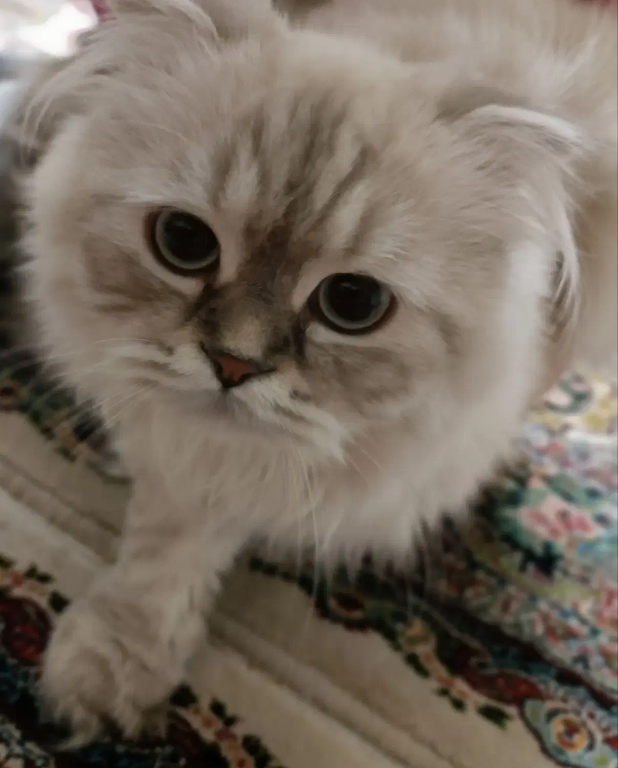 گربه پرشین اسکاتیش|گربه|تهران, بریانک|دیوار