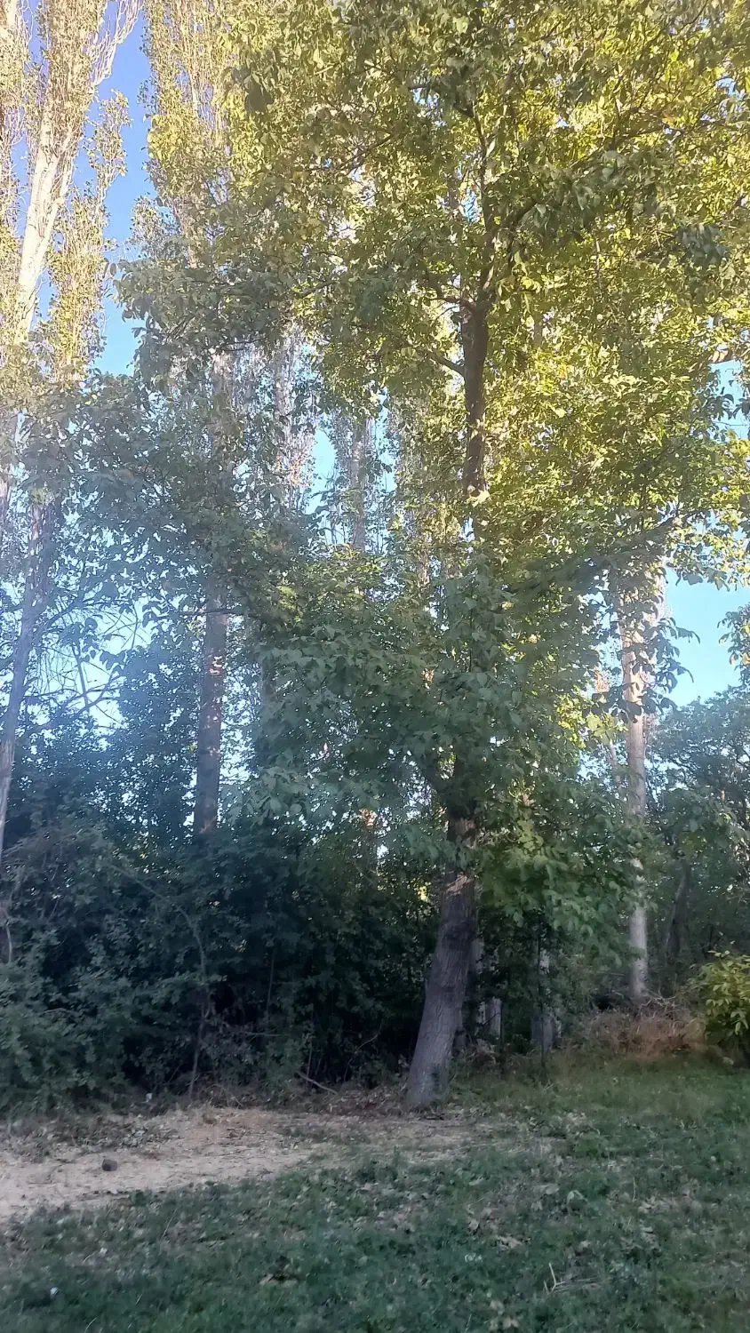 باغ|فروش زمین و ملک کلنگی|کندوان, |دیوار