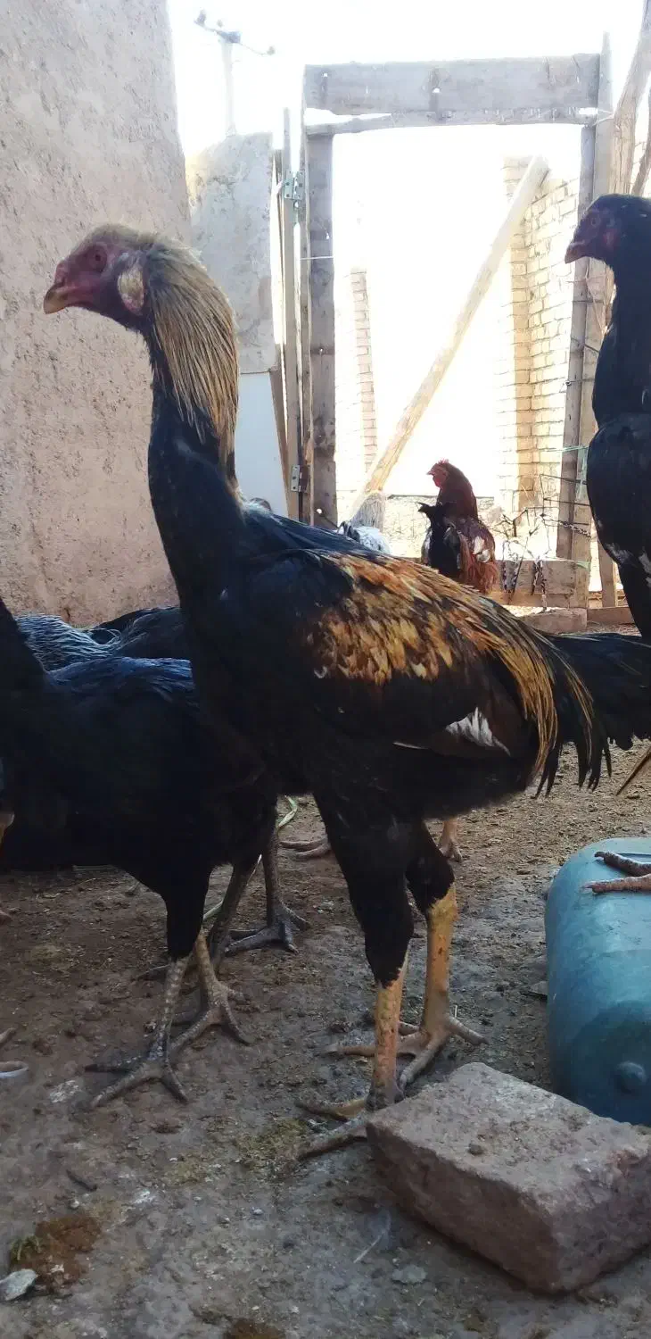 مرغ و خروس لاری|حیوانات مزرعه|قزوین, |دیوار