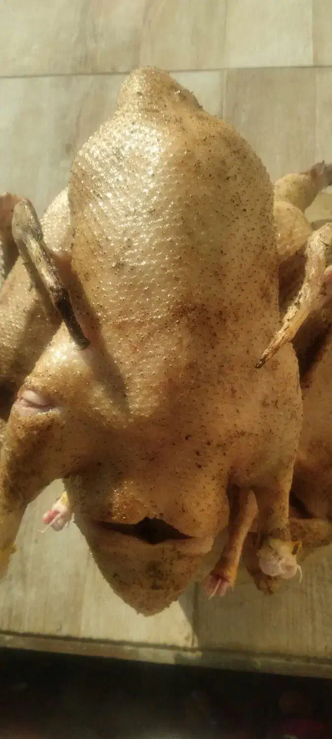 غاز.اوردگ .بوقلمون .مرغ خروس. زنده و پر کنده|حیوانات مزرعه|رشت, فلسطین|دیوار
