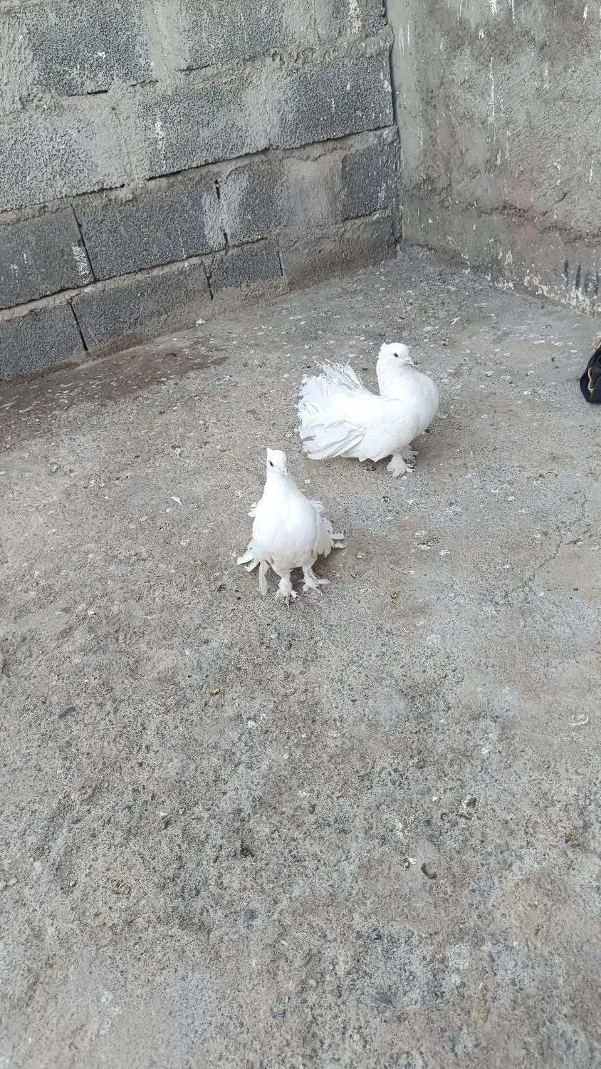 دم چطری|پرنده|جیرفت, |دیوار