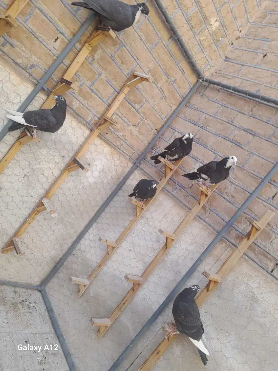 کفترپلنگ.ریش|پرنده|بیرجند, |دیوار