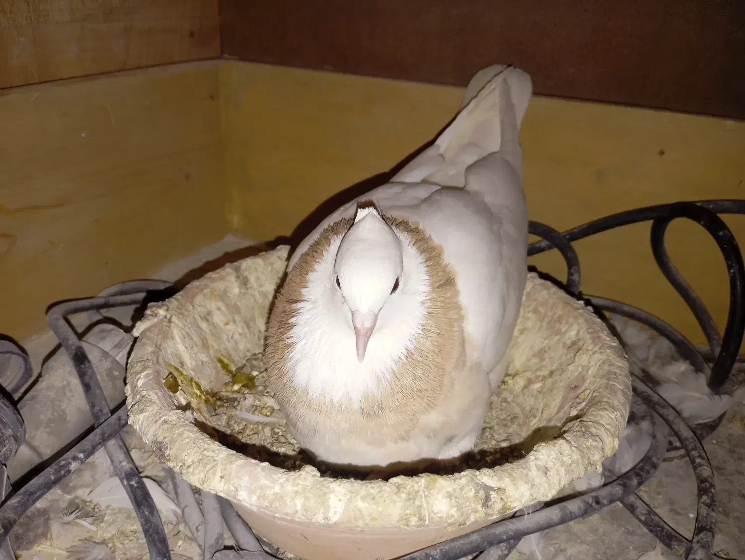 پرنده|حیوانات|شیراز, کرونی(خاتونک)|دیوار