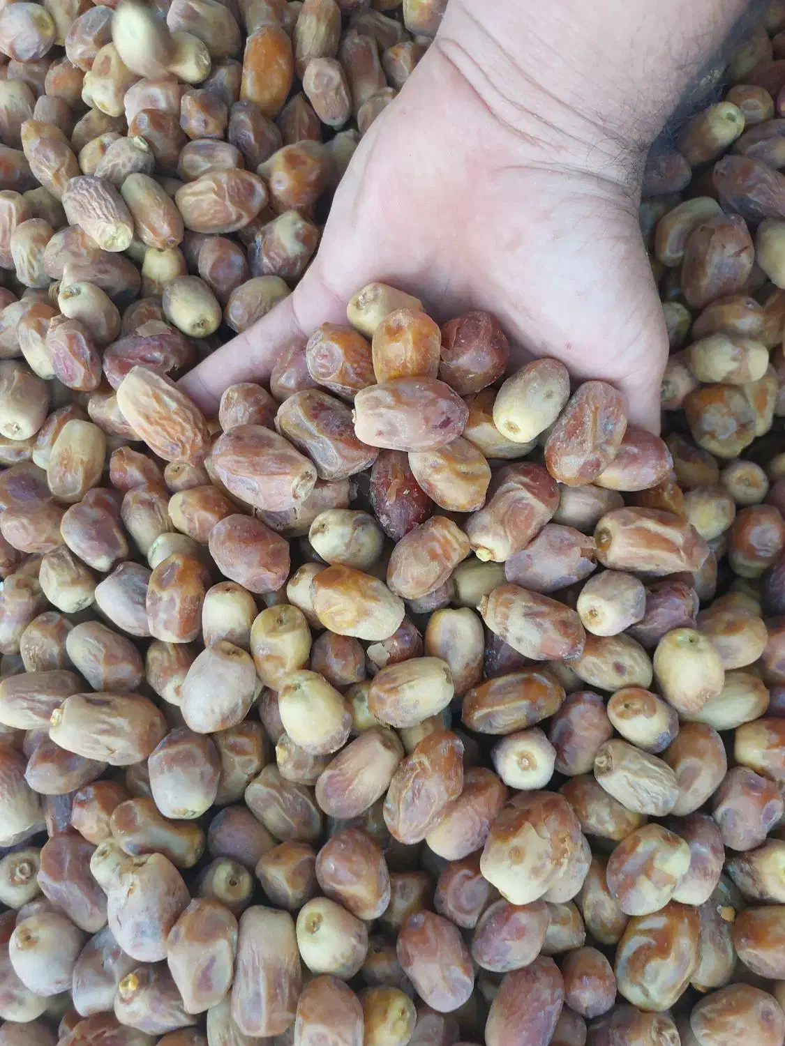 فروش محصولات جنوب|خوردنی و آشامیدنی|تهران, آرارات|دیوار