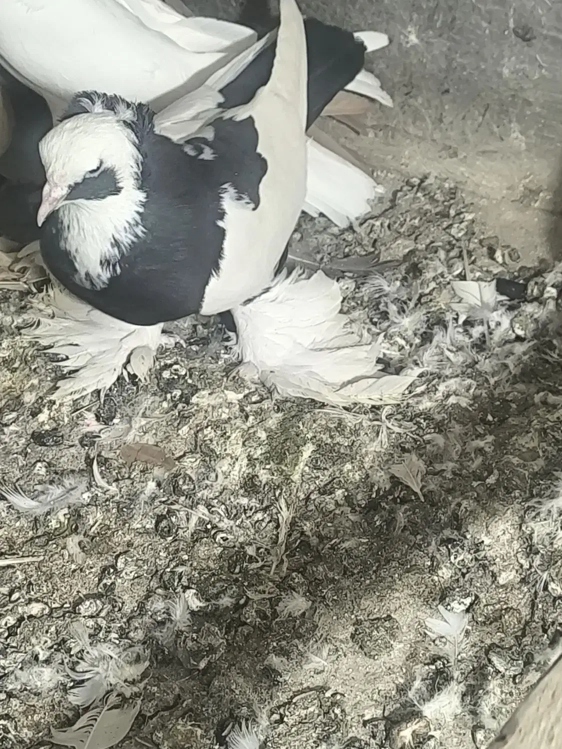 کبوتر|پرنده|تبریز, |دیوار