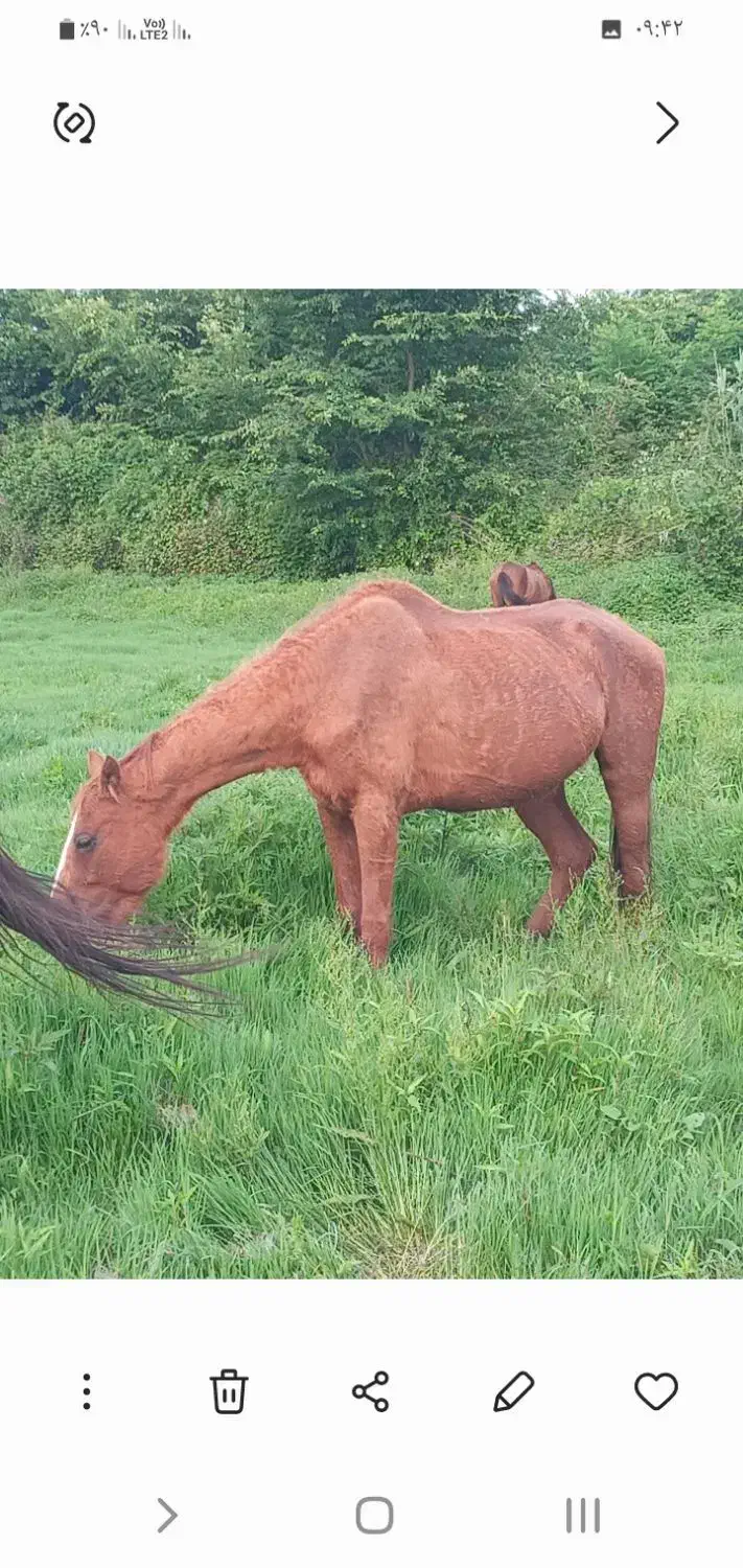 مادیان خارجی|اسب و تجهیزات اسب‌سواری|خشکبیجار, |دیوار