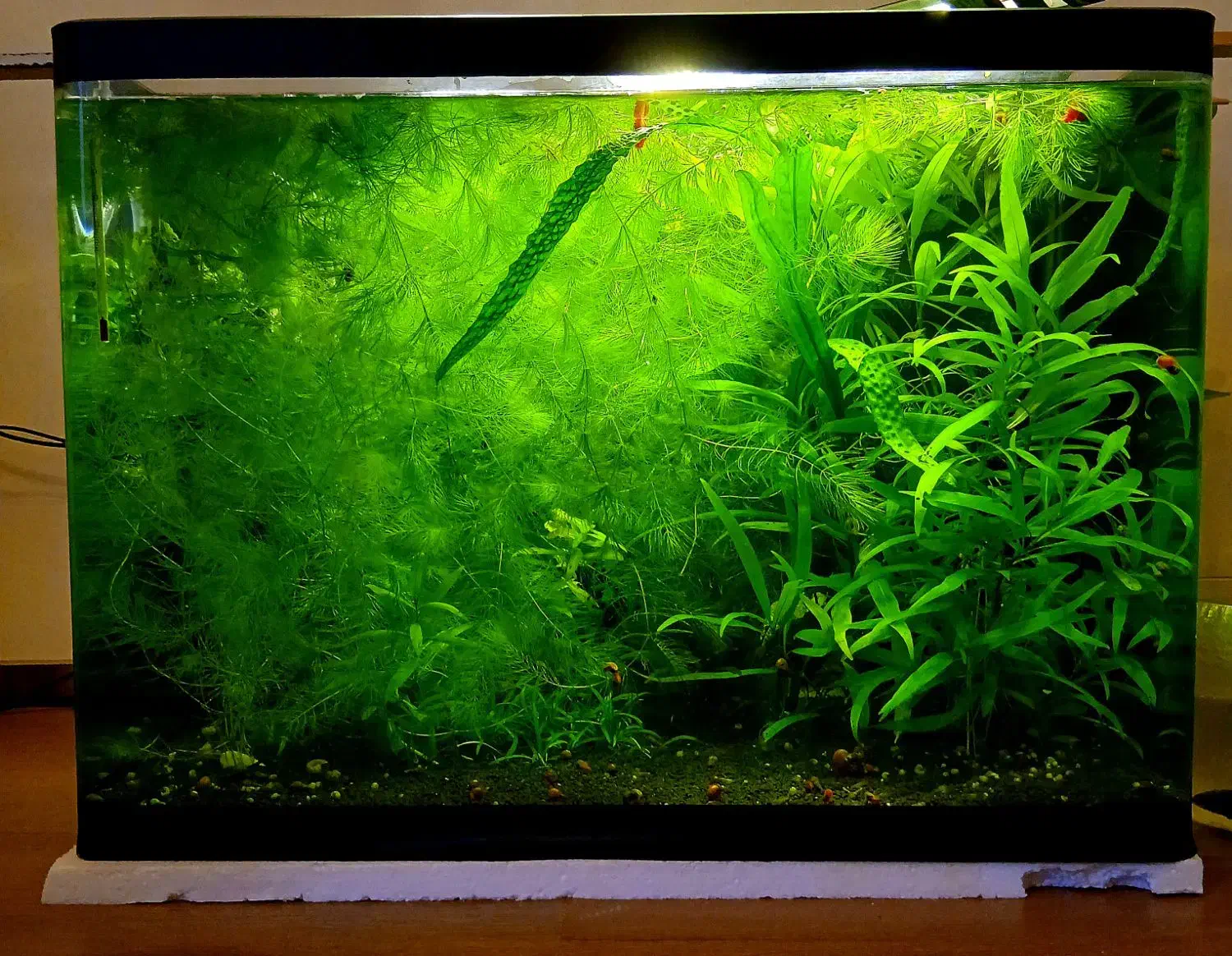 آکواریوم پلنت،|ماهی|اردبیل, |دیوار