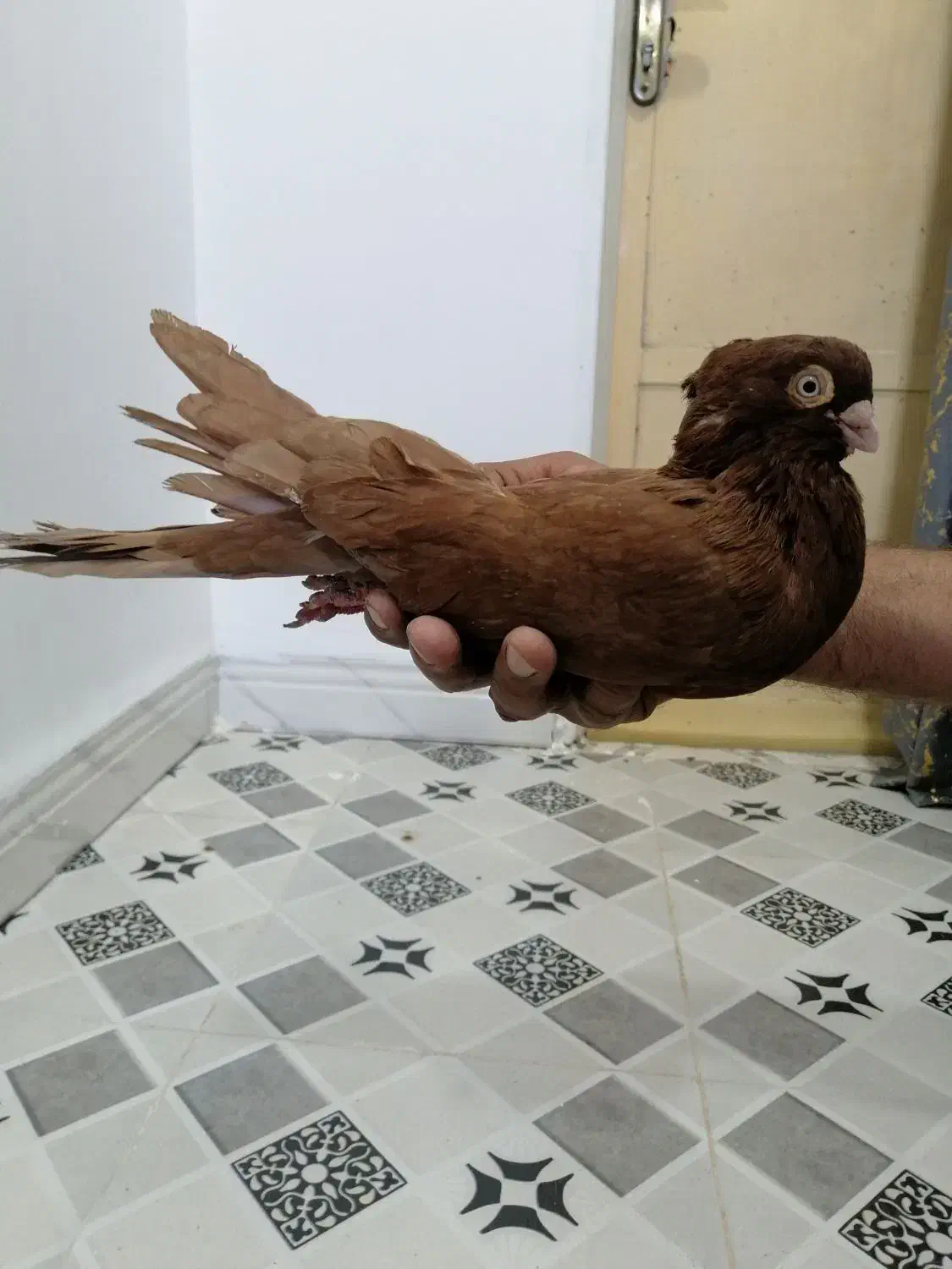 نر سرخ سربستانی|پرنده|شادگان, |دیوار