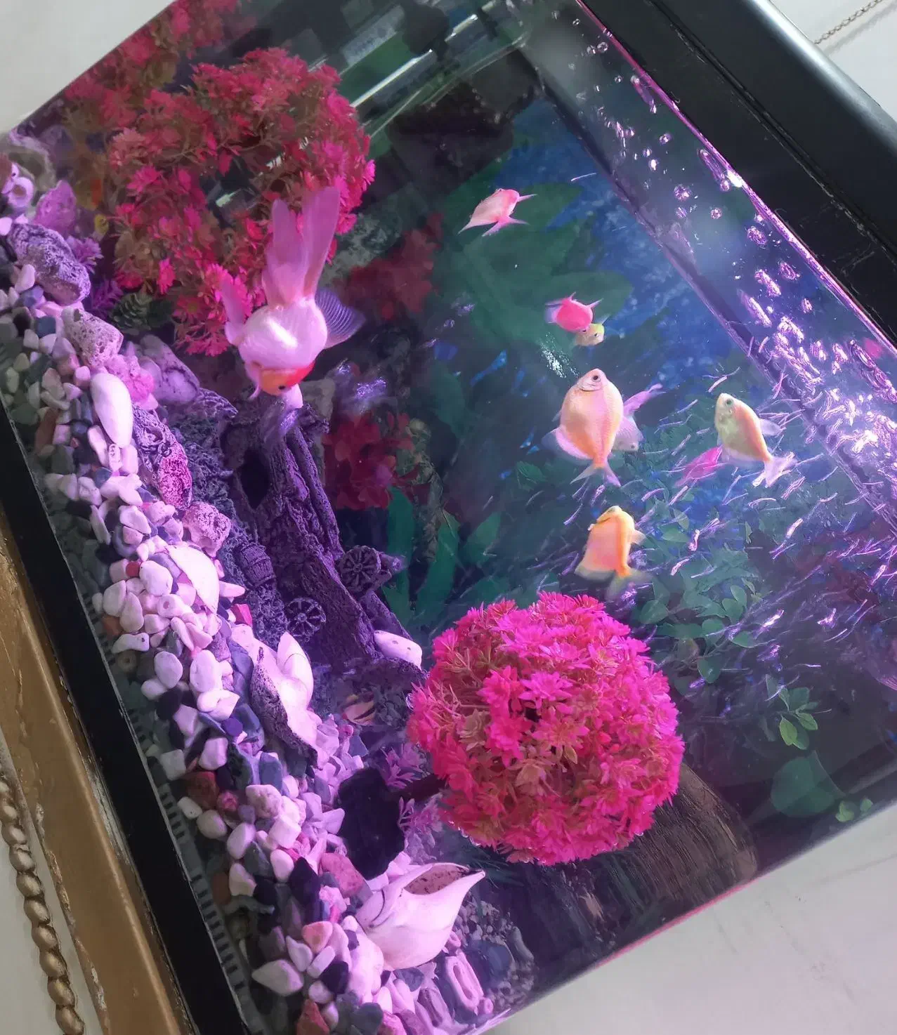 اکواریوم شیشه خم|ماهی|محمدشهر, محمدشهر|دیوار