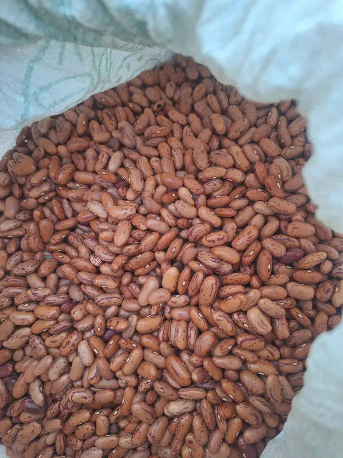 لوبیاچیتی|خوردنی و آشامیدنی|خورموج, |دیوار