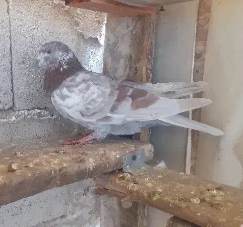 ماده خارجی|پرنده|ماکو, |دیوار