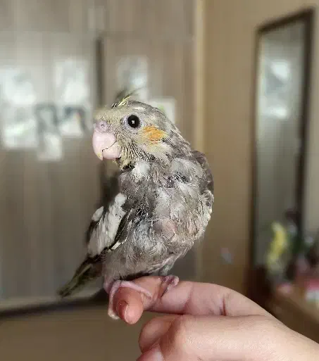 جوجه عروس هلندی نرمه خور|پرنده|شیراز, شهرک والفجر|دیوار