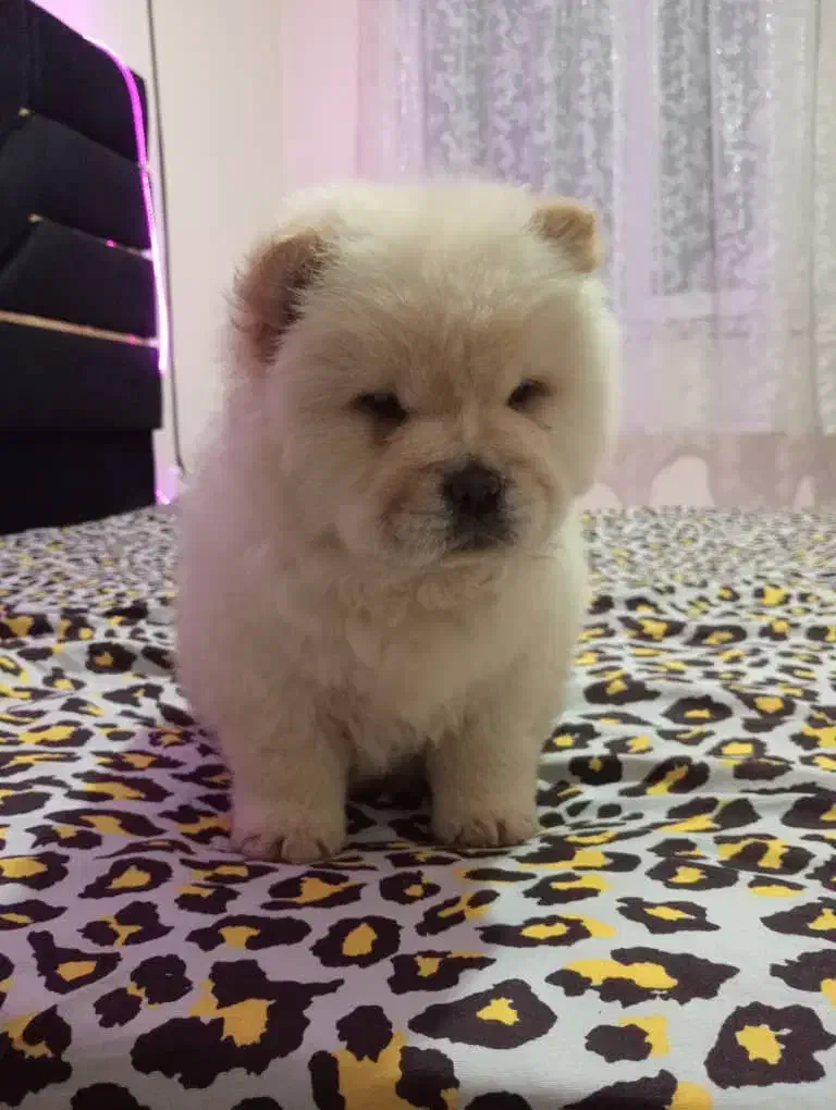 چاوچاو نرو ماده|سگ|رباطکریم, رباطکریم|دیوار