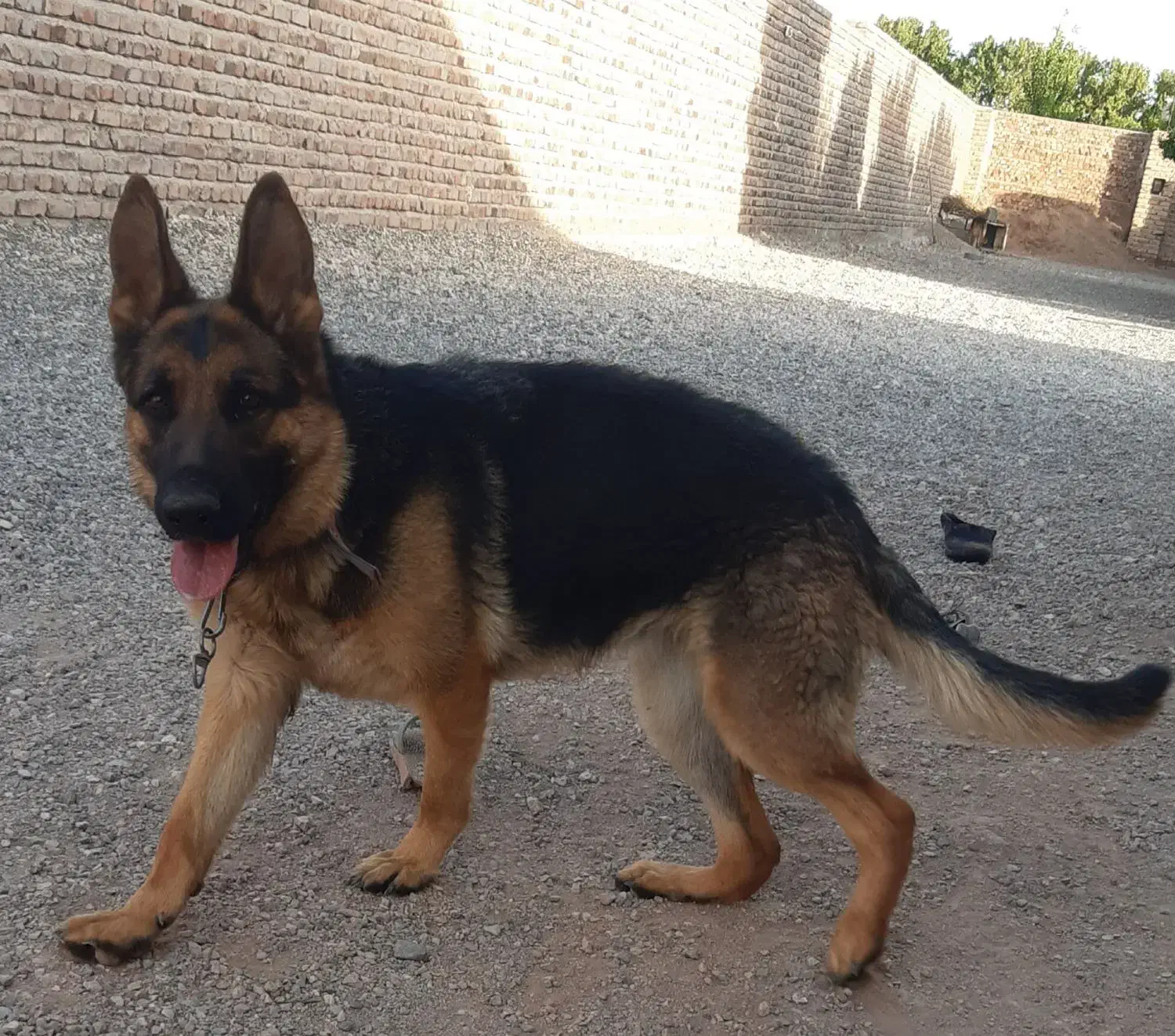 فروش یا معاوضه با چیزی ک ب کارم بیاد|سگ|کرمان, |دیوار