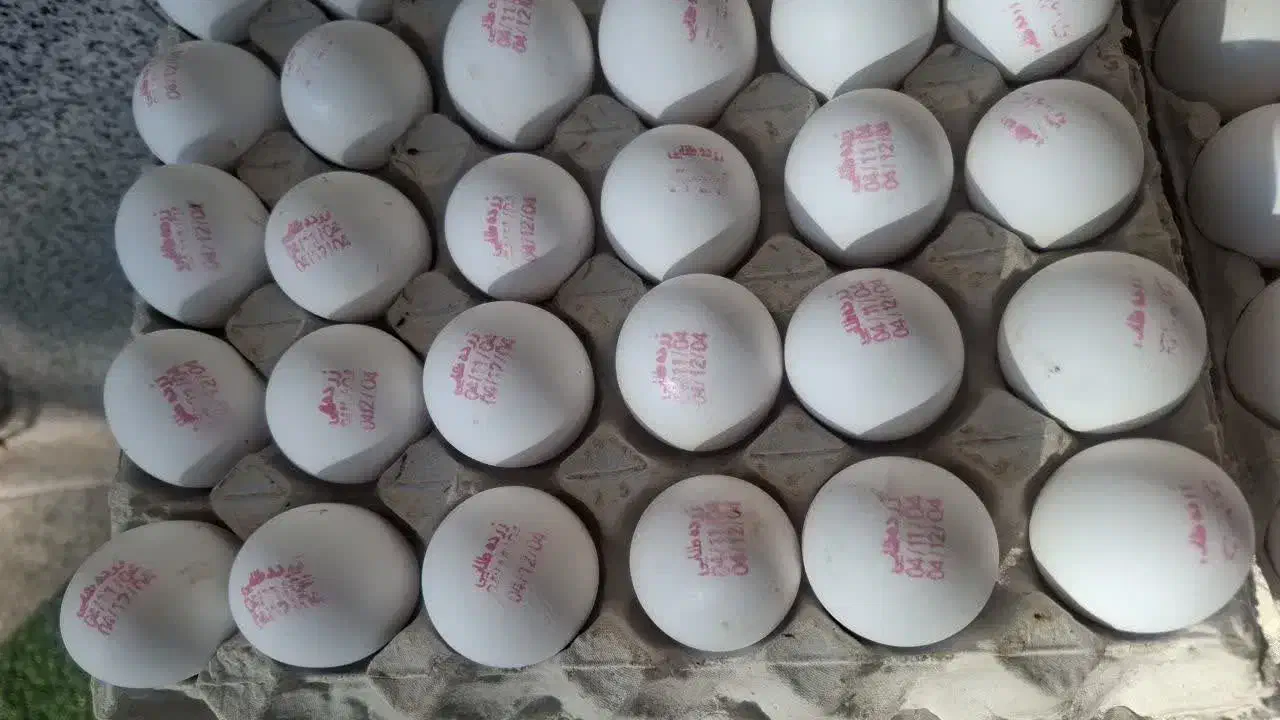 پخش تخم مرغ زرده طلایی|عمدهفروشی|تهران, خلیج فارس|دیوار