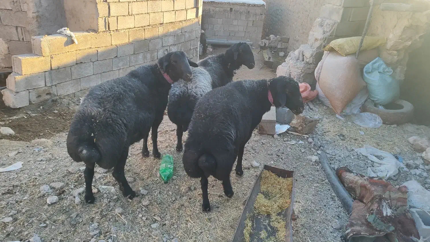 قوچ همو و بره نر هترو|حیوانات مزرعه|یاسوج, |دیوار