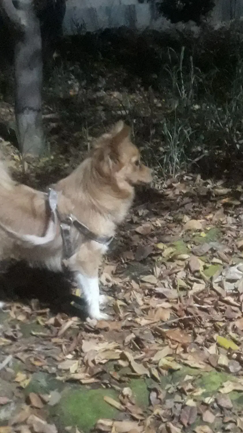 سگ پامر خانگی|سگ|رباطکریم, الارد|دیوار