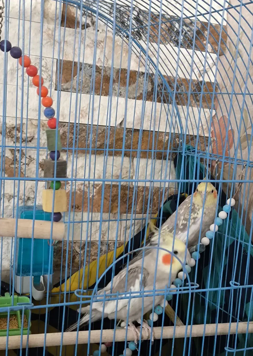 طوطی جفت عروس هلندی|پرنده|قزوین, |دیوار