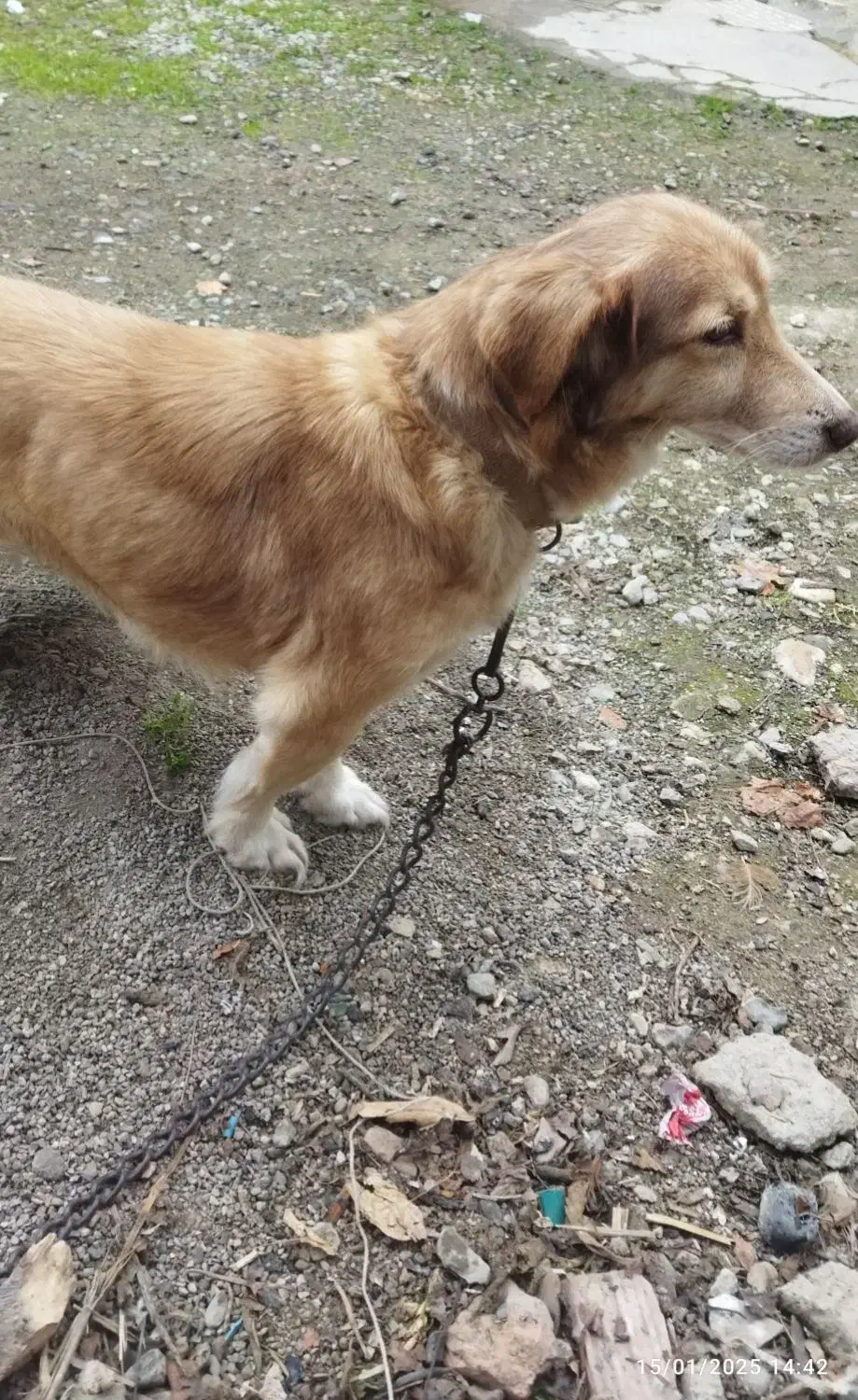 سگ پاکوتاه ماده|سگ|گرگان, |دیوار