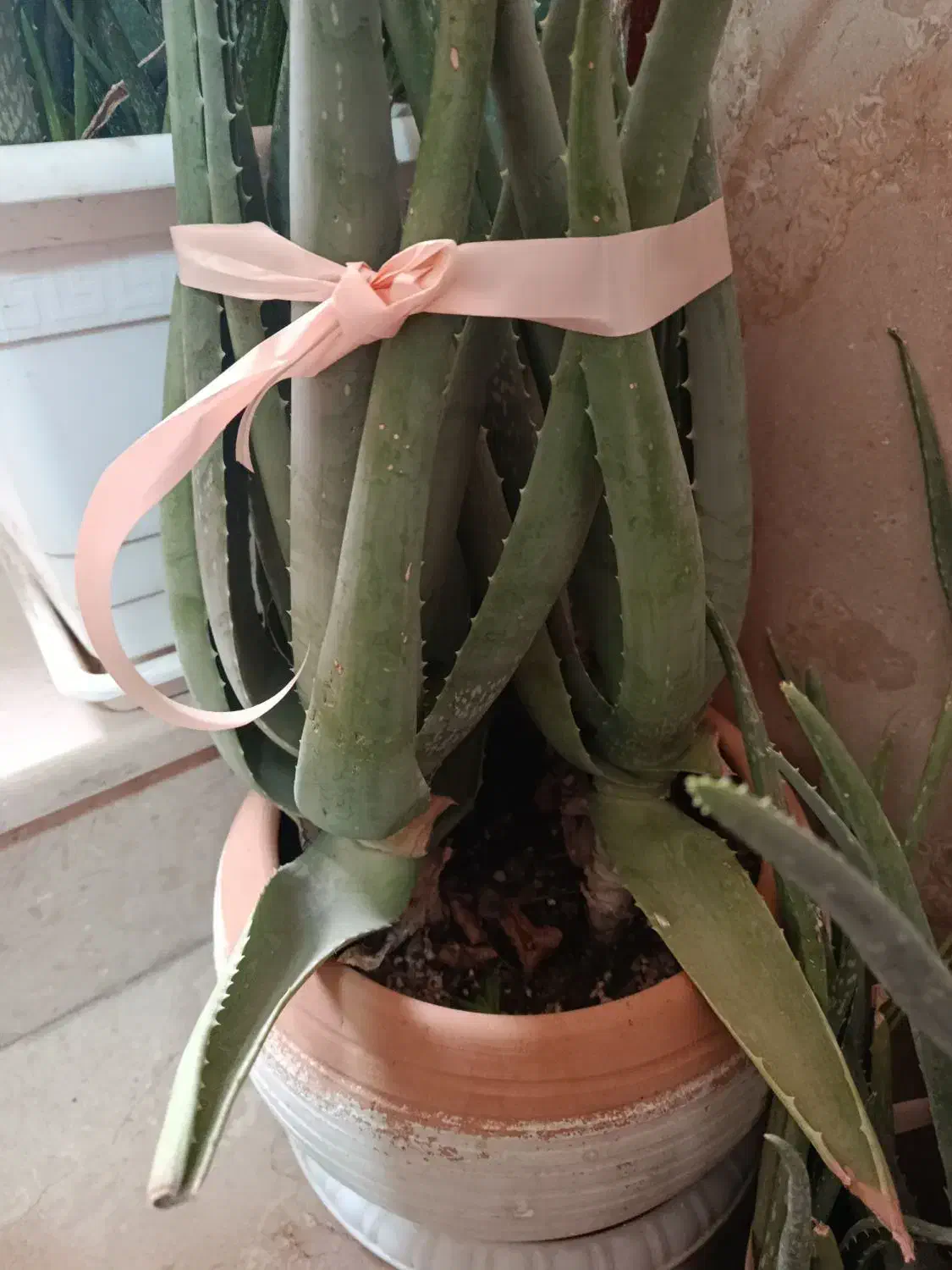 گلدان الوورا و یوگا باقیمت مناسب|گل و گیاه طبیعی|لواسان, |دیوار