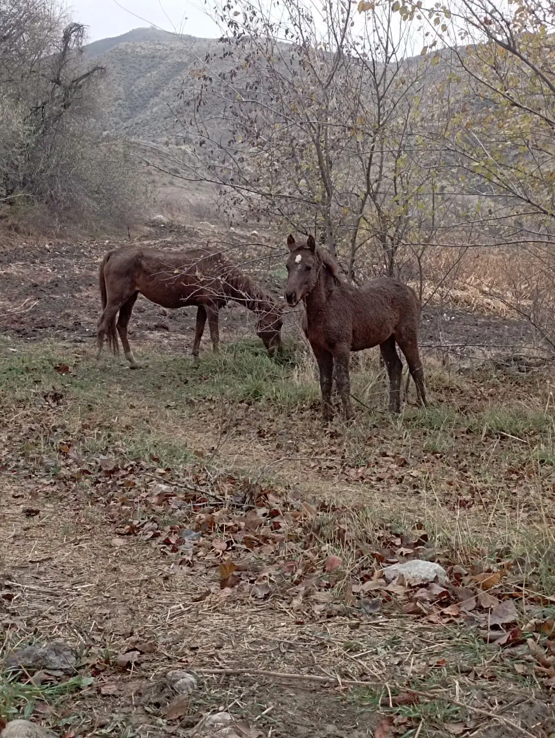 اسب مادیان با کره مادیان|اسب و تجهیزات اسب‌سواری|منجوان, |دیوار