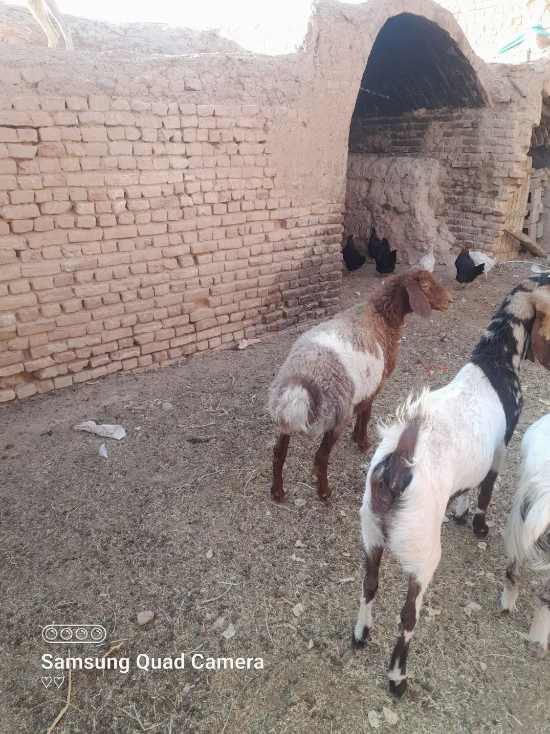 بز جوان|حیوانات مزرعه|سبزوار, قصبه شرقی|دیوار