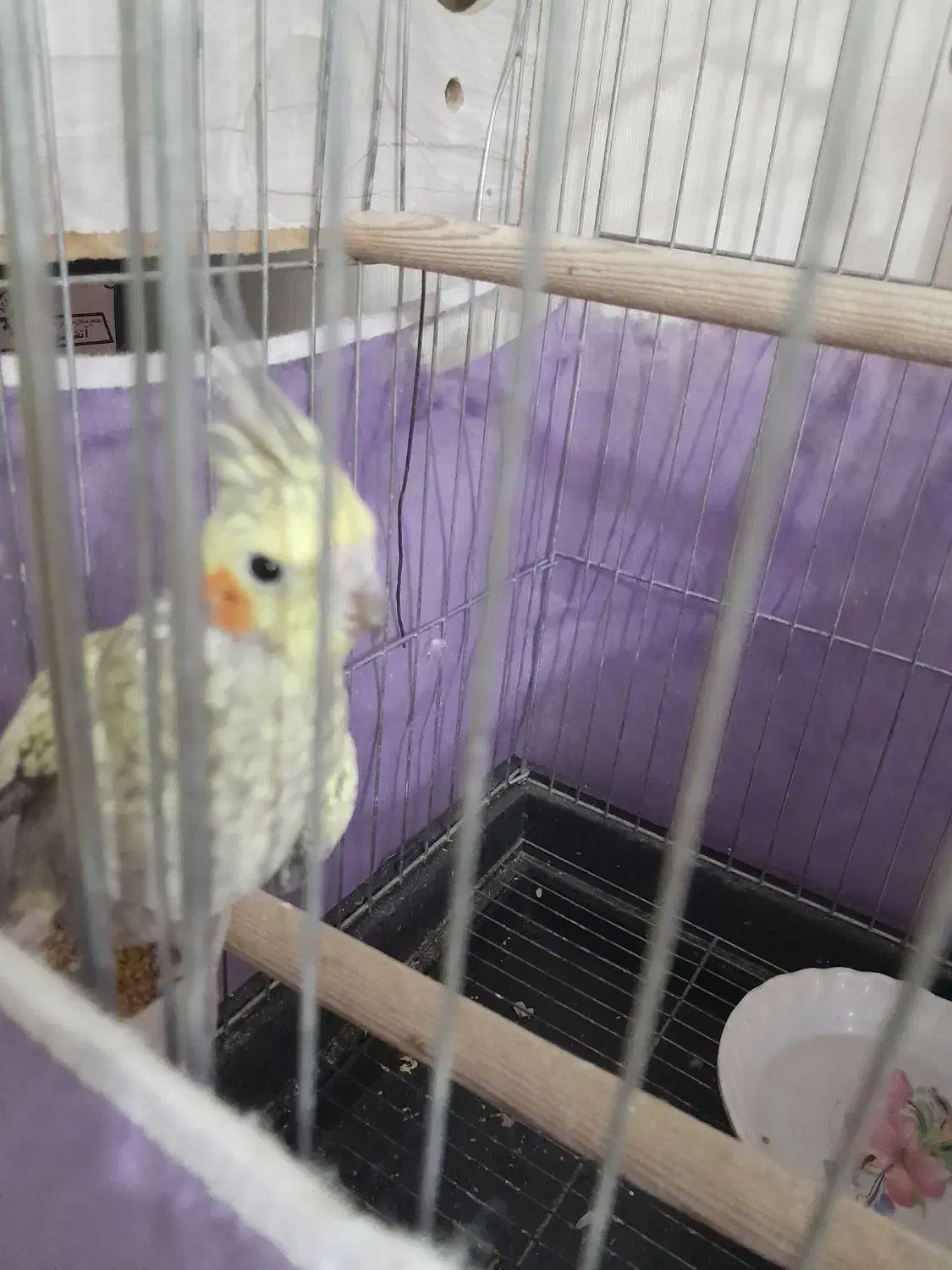 پرنده|پرنده|الوند, |دیوار