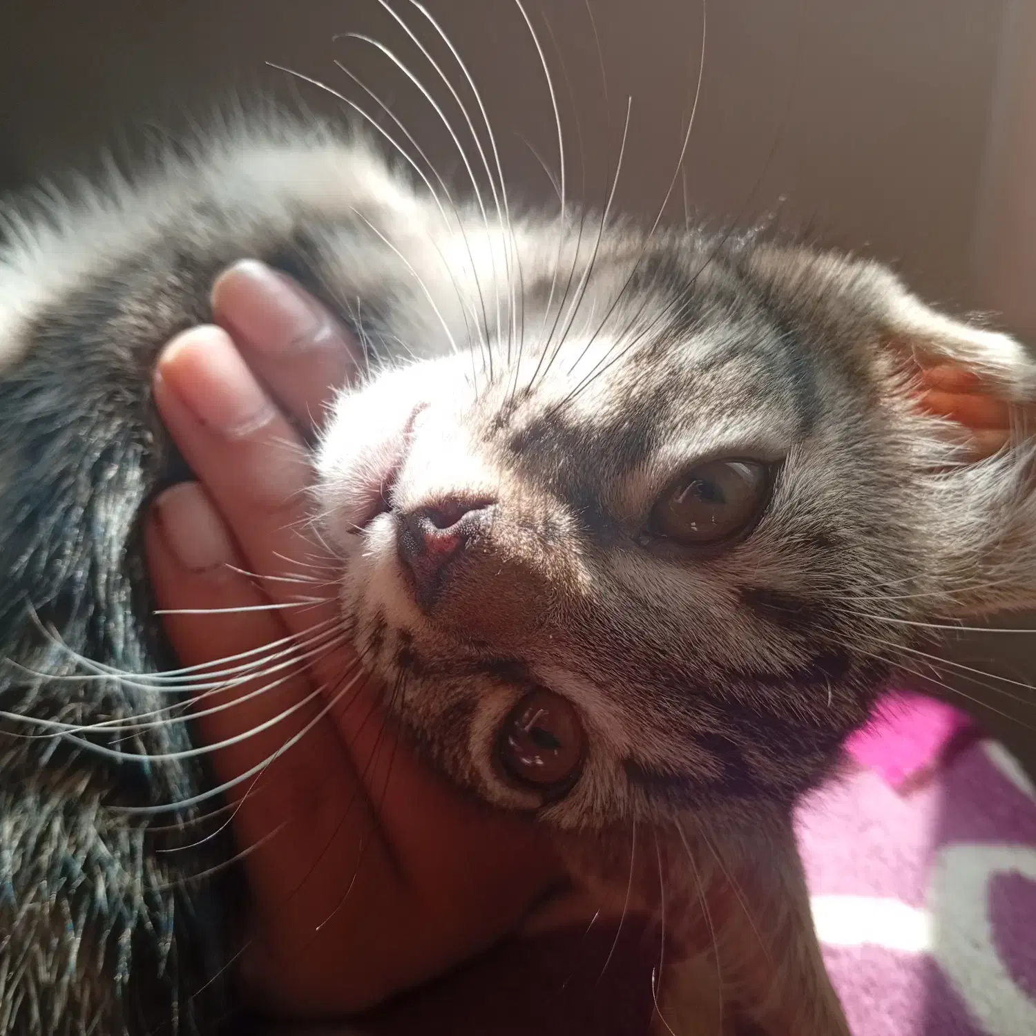 گربه|گربه|گنبد کاووس, |دیوار