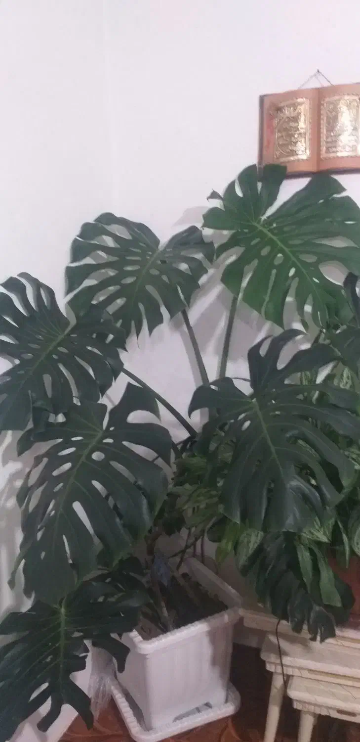 گل انجیری|گل و گیاه طبیعی|سیلوانه, |دیوار