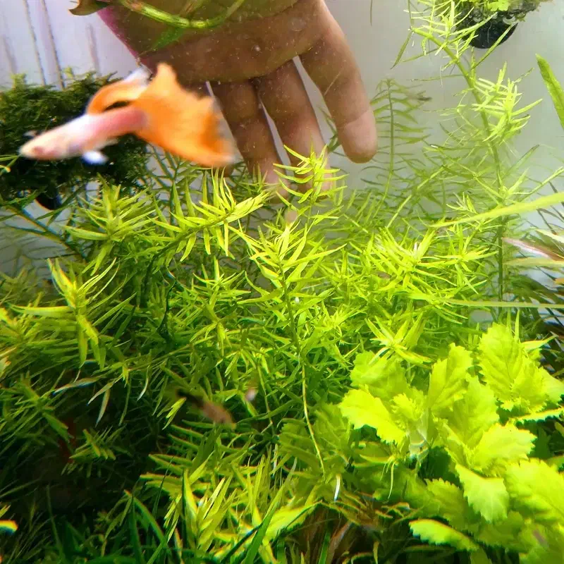 روتلا|ماهی|شیراز, احمدآباد|دیوار