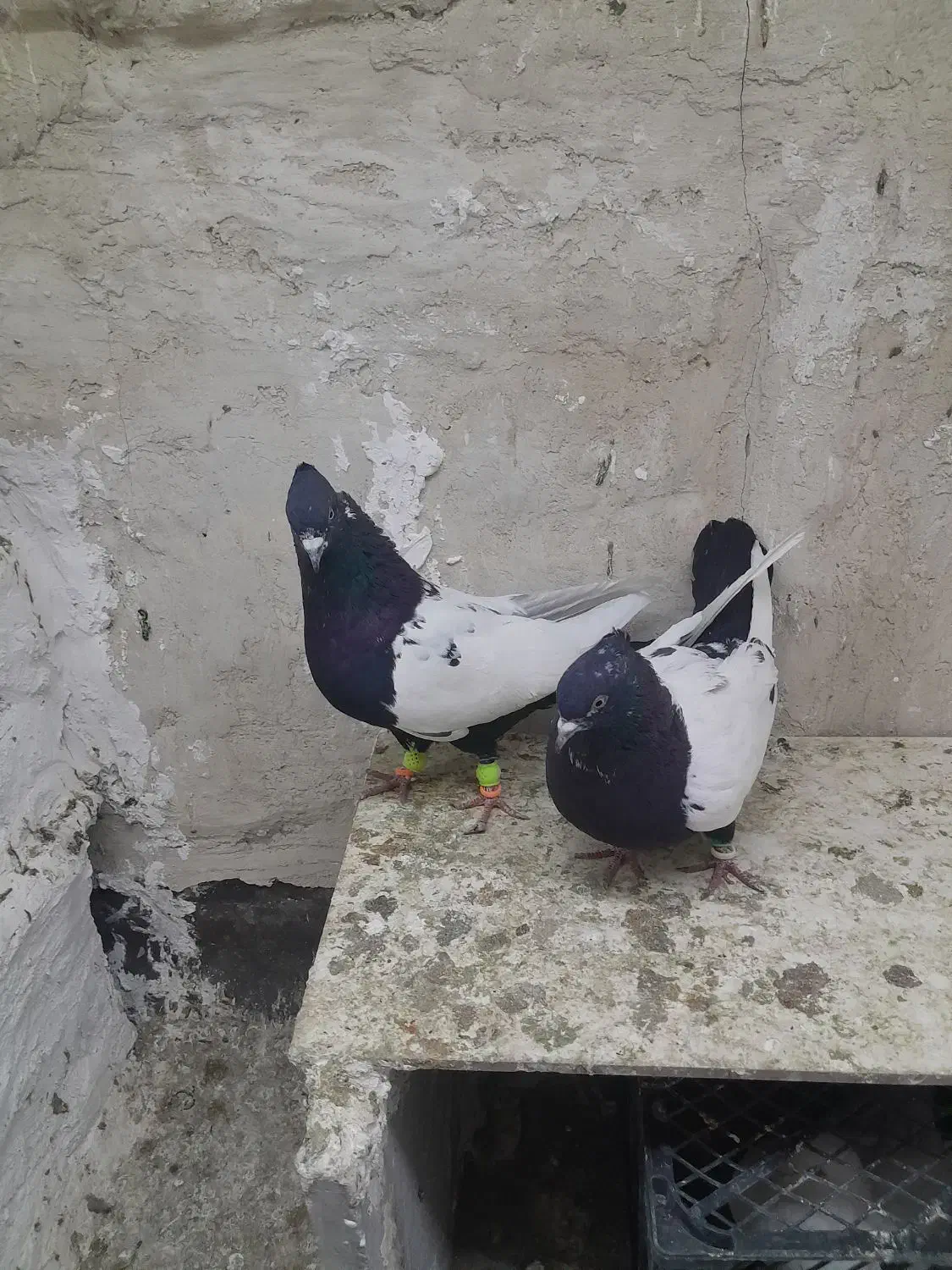 خواهشا عکس خوب نگاه کن پسند شد زنگ بزن .|پرنده|اقبالیه, |دیوار